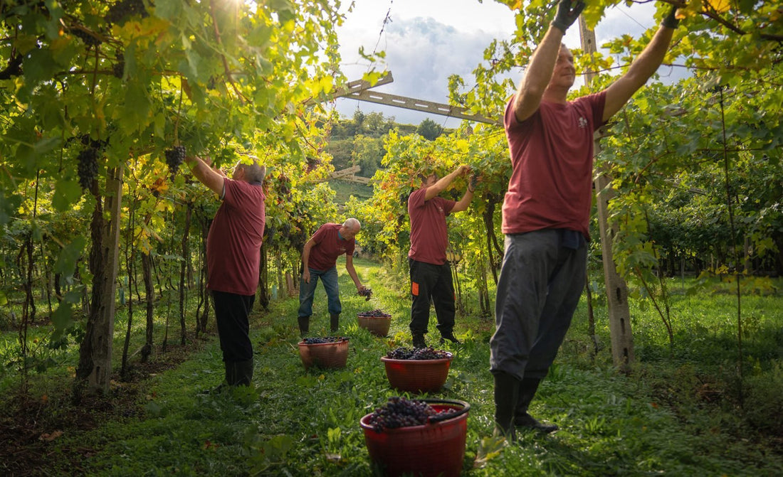 Hjartað slær í Valpolicella - Sante.is