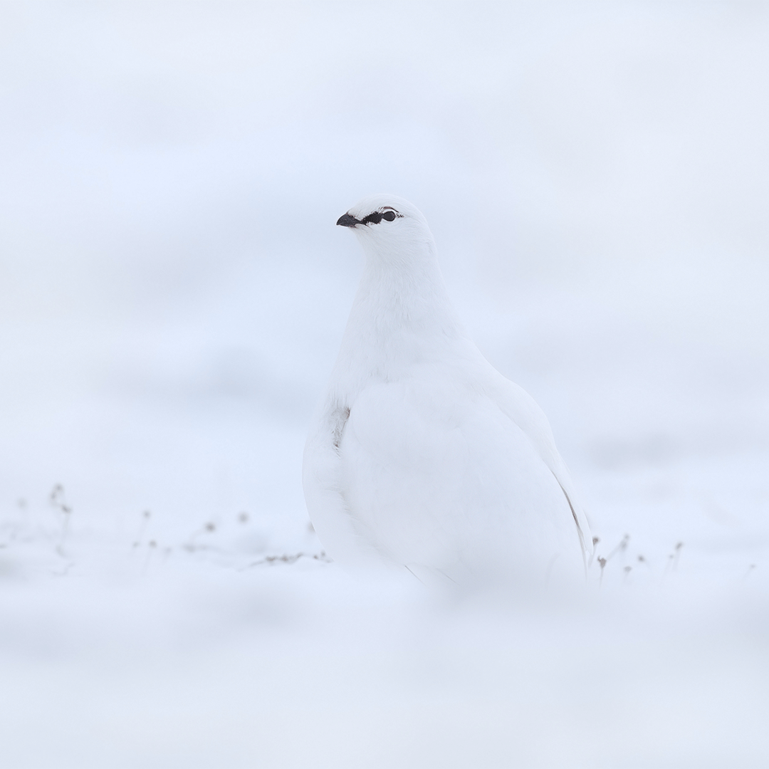 Hvað á að drekka með rjúpu? - Sante.is