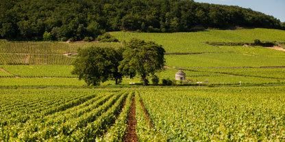 2023 Arnaud Baillot Savigny - Les - Beaune - Sante.is